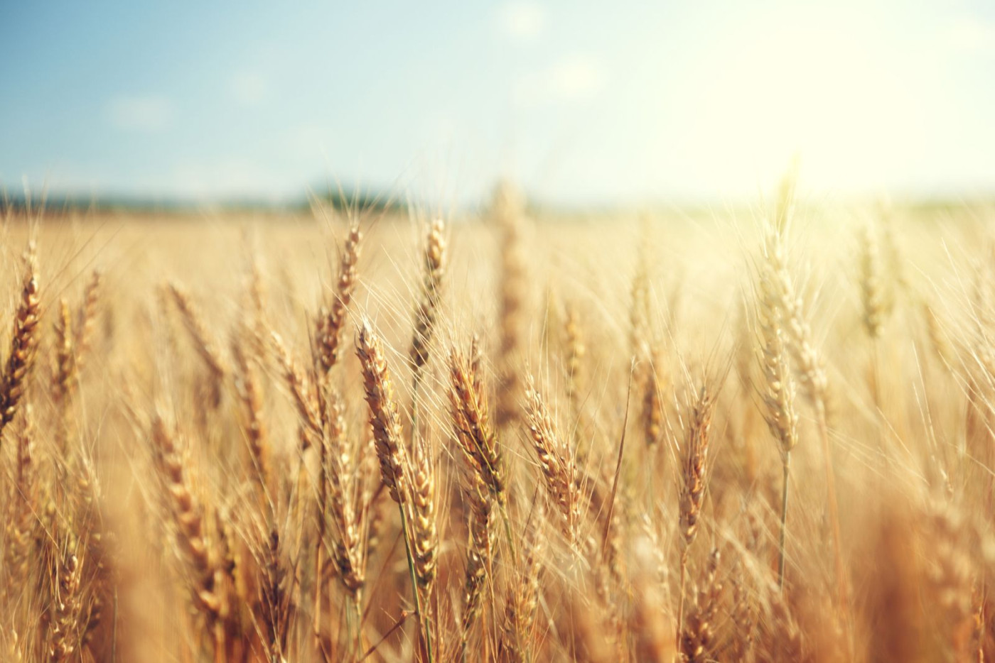 Wheat Mixed to Begin Tuesday Trade