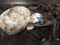 60 Rare Siamese Crocodiles Hatch In Cambodia In A Conservation Win