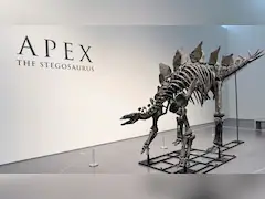 US Billionaire Buys Largest Stegosaurus Skeleton For $44.6 Million, Shatters Auction Records