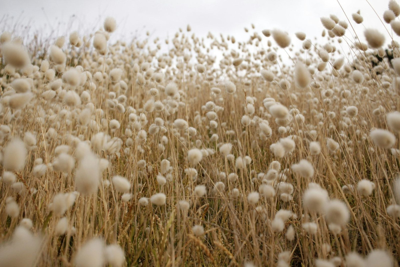 Cotton Falling on Improved Conditions