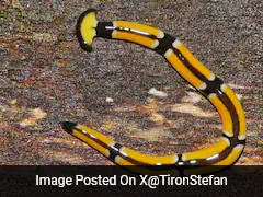 Texas Rains Bring Out Giant Poisonous Worms That Regenerate If Cut Into Half