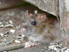 Deadly Rat Disease Spreads to Humans, Kills 4 In US