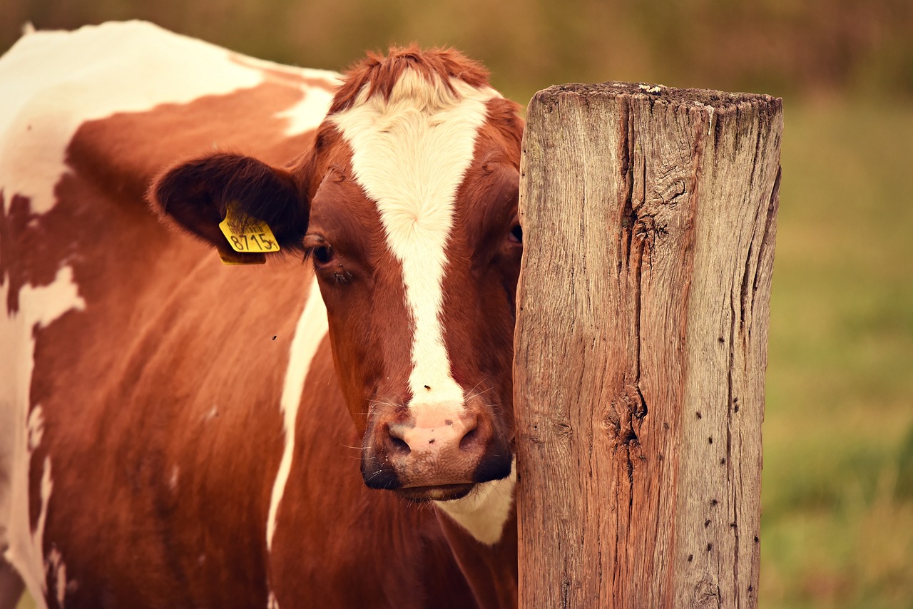 Are Cattle Futures on the Verge of a BIGGER Breakout Move?