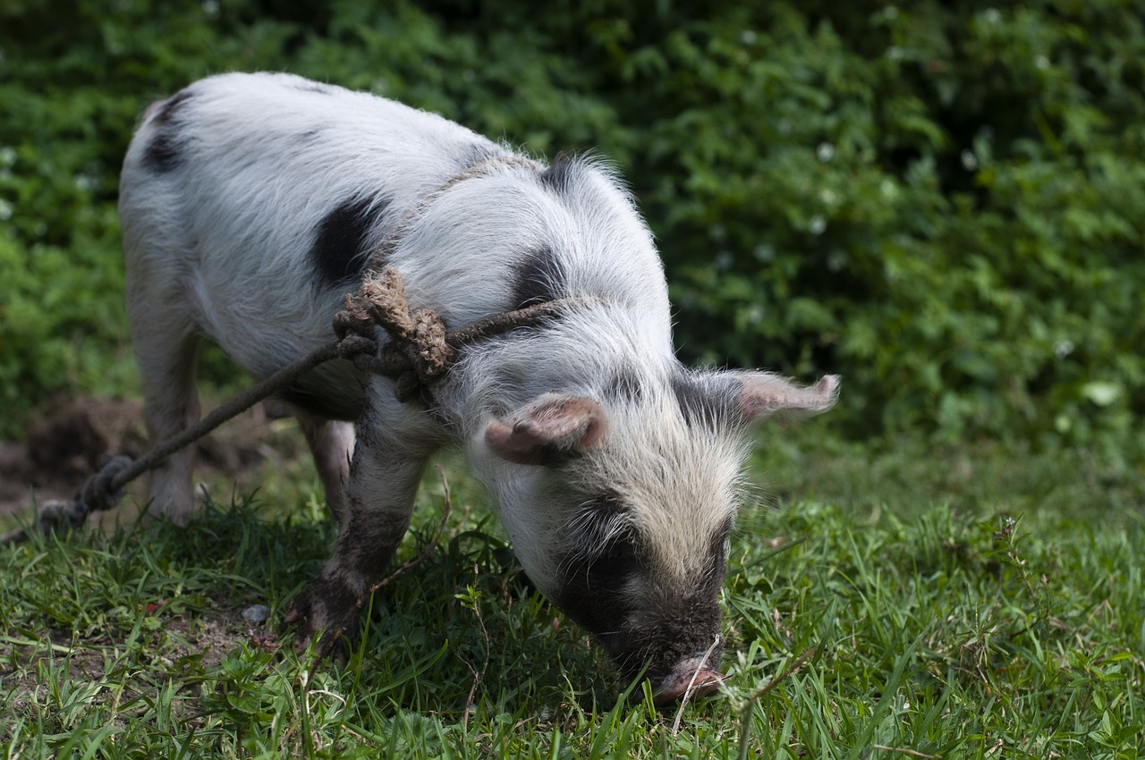 Hogs Mixed, with Cutout Staying Firm