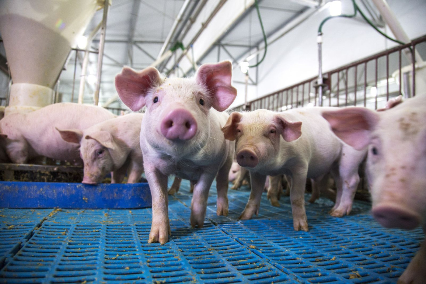 Hogs Mixed on Thursday, With Pork Stocks Showing Seasonal Decline