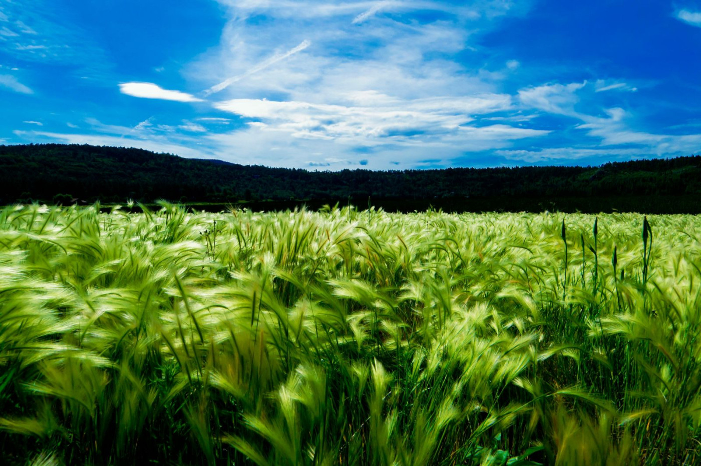 Grain Markets Slide Lower to Start the Week