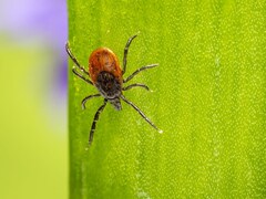 Man Dies In Spain After Contracting 'Ebola-Like Disease' From Tick Bite