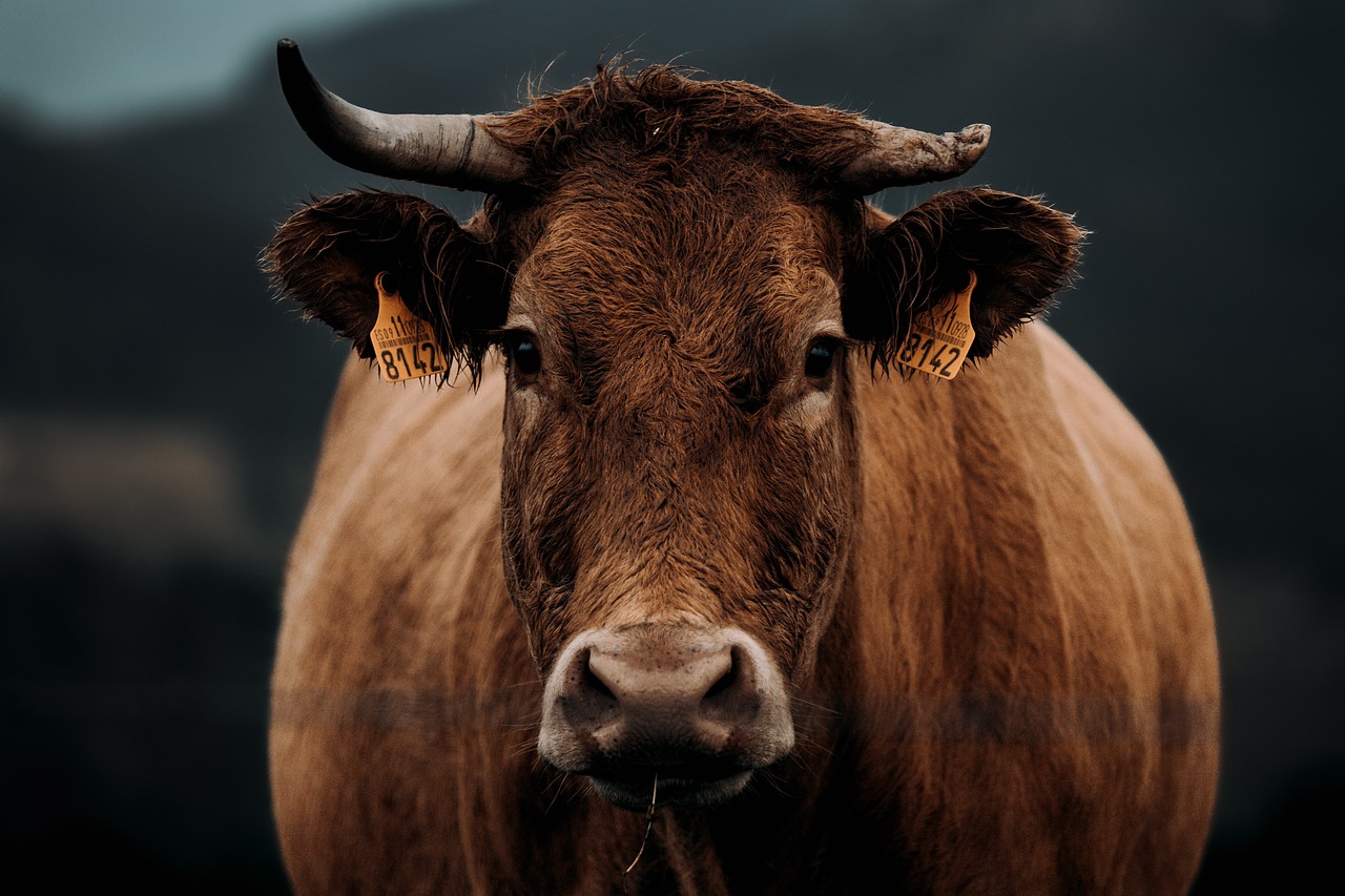 Cattle Rally to Close Higher on Tuesday