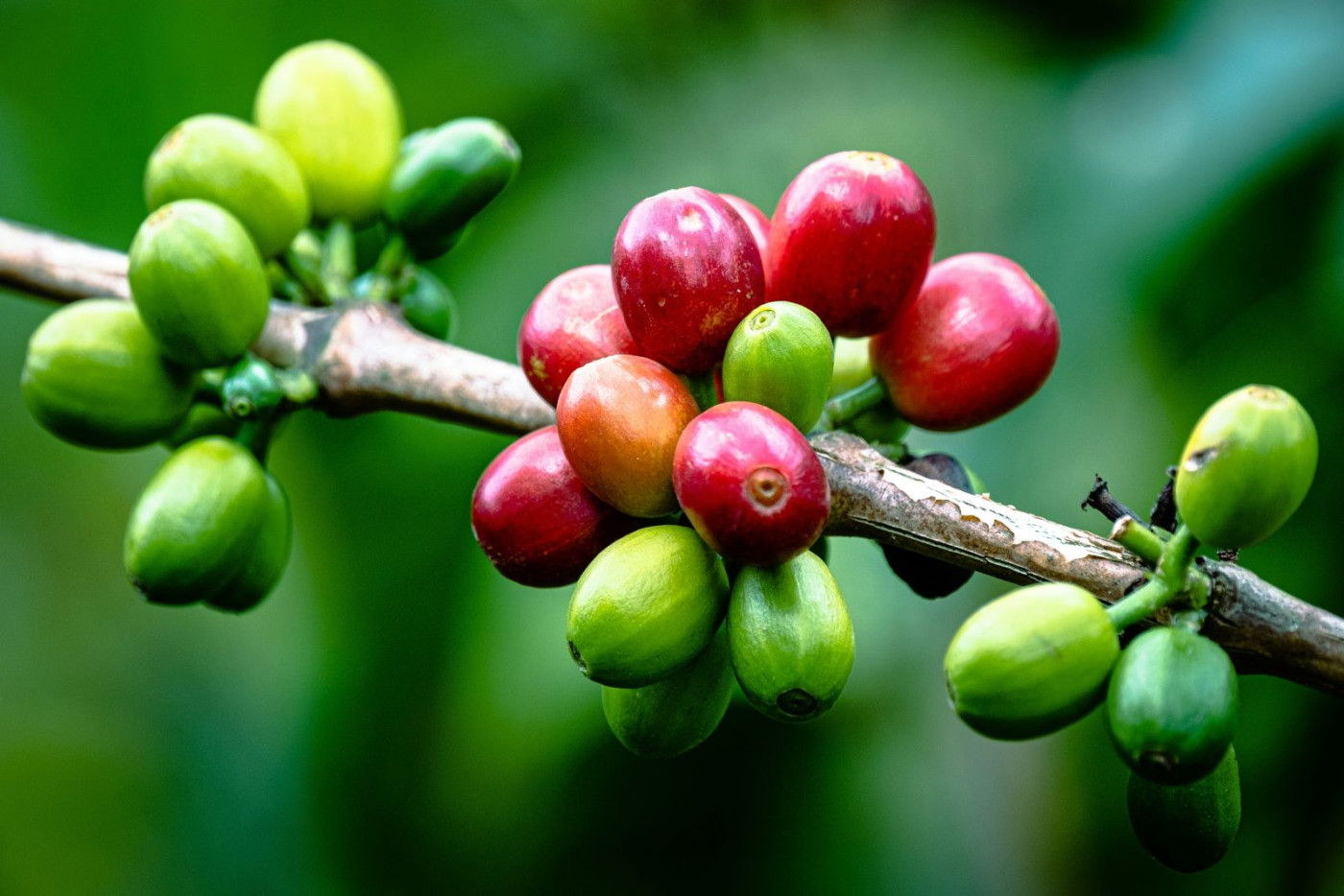 Coffee Prices Supported by Dry Conditions in Brazil