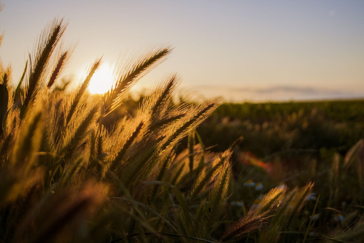 Wheat Starts the Week with Monday Strength