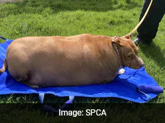 Woman Sent To Jail For Overfeeding 53 Kg Dog To Death In New Zealand