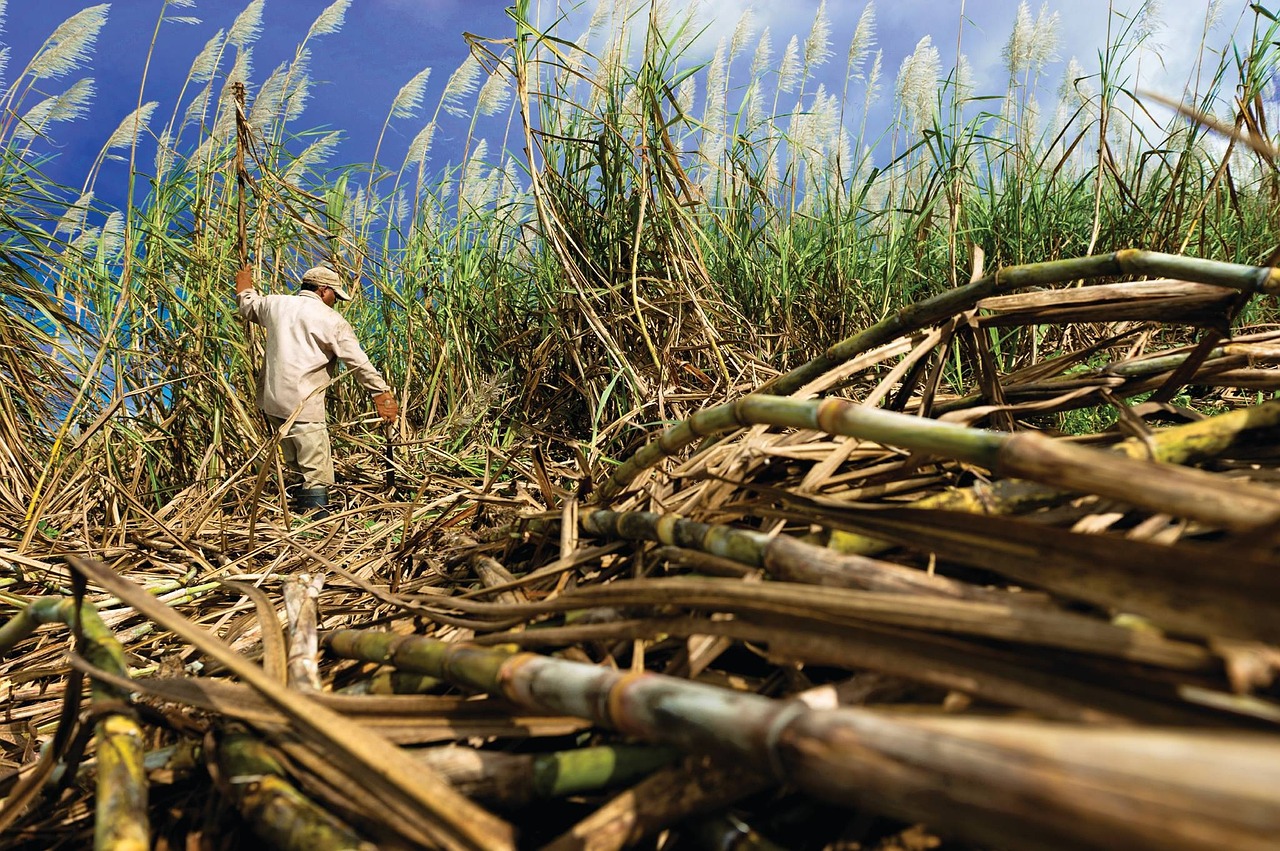 Sugar Posts Moderate Gains on Signs of Lower Sugar Output in India