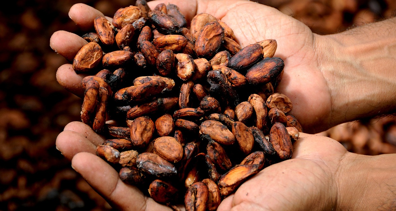 Cocoa Prices Pressured by Optimism Over Next Season's Cocoa Crop