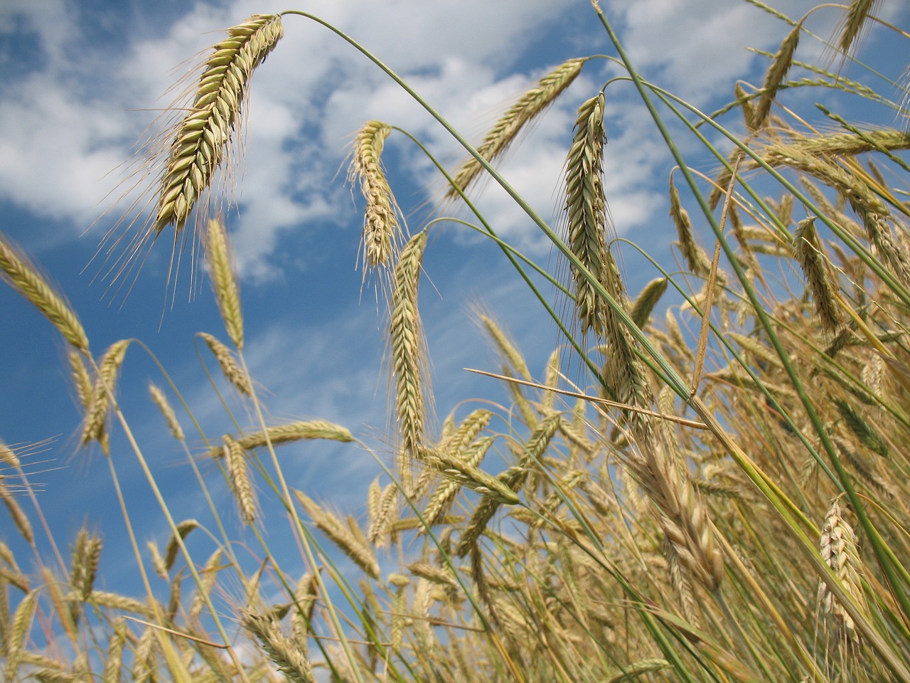 Wheat Showing Positive Trade Action on Wednesday