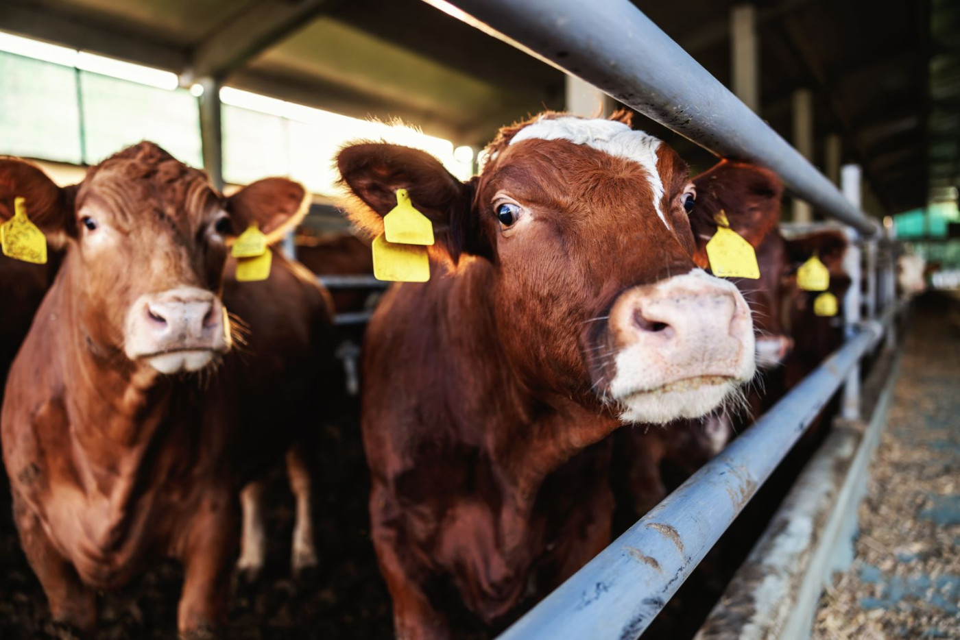 Live Cattle is at its highest % carry yield for the past 52 weeks.  Soybeans is at its lowest level,