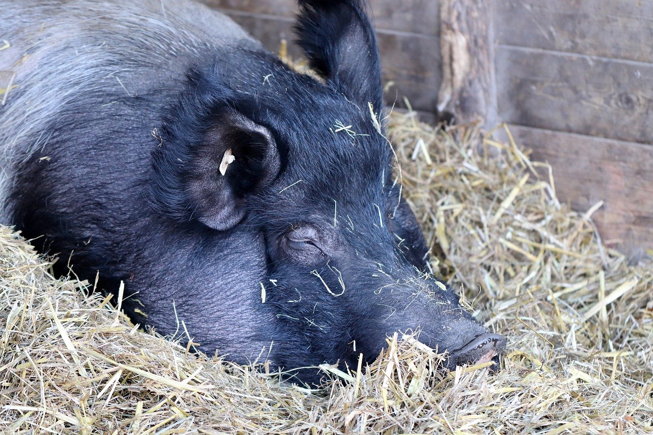 Hogs See Bounce on Thursday