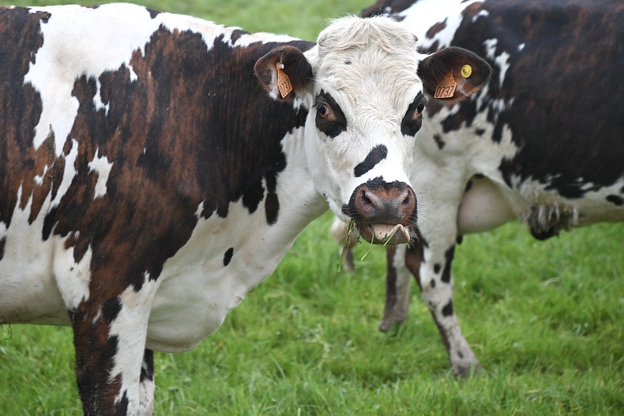 Cattle Collapse Continues to Friday