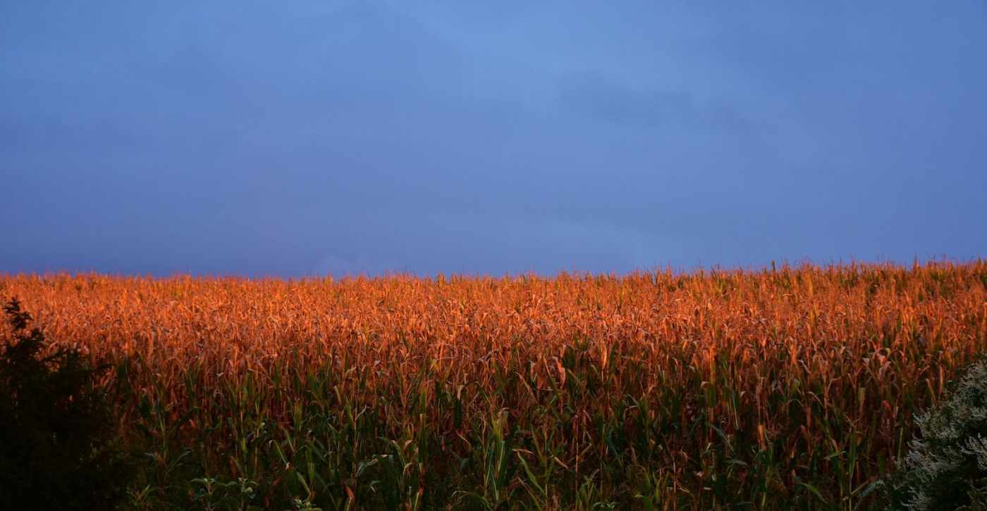 Corn Bouncing on Friday Morning