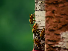 UK's Honey Fraud Crises Explained: Beekeepers, Scientists Troubled