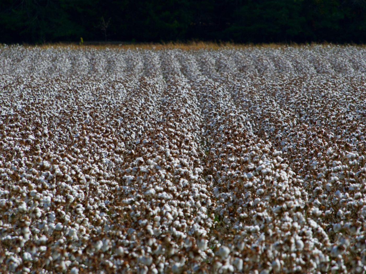 Cotton Pressured Lower on Monday Morning