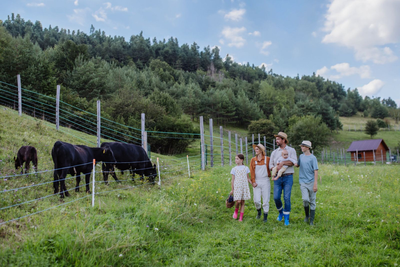 Cattle Post Mixed Action on Tuesday