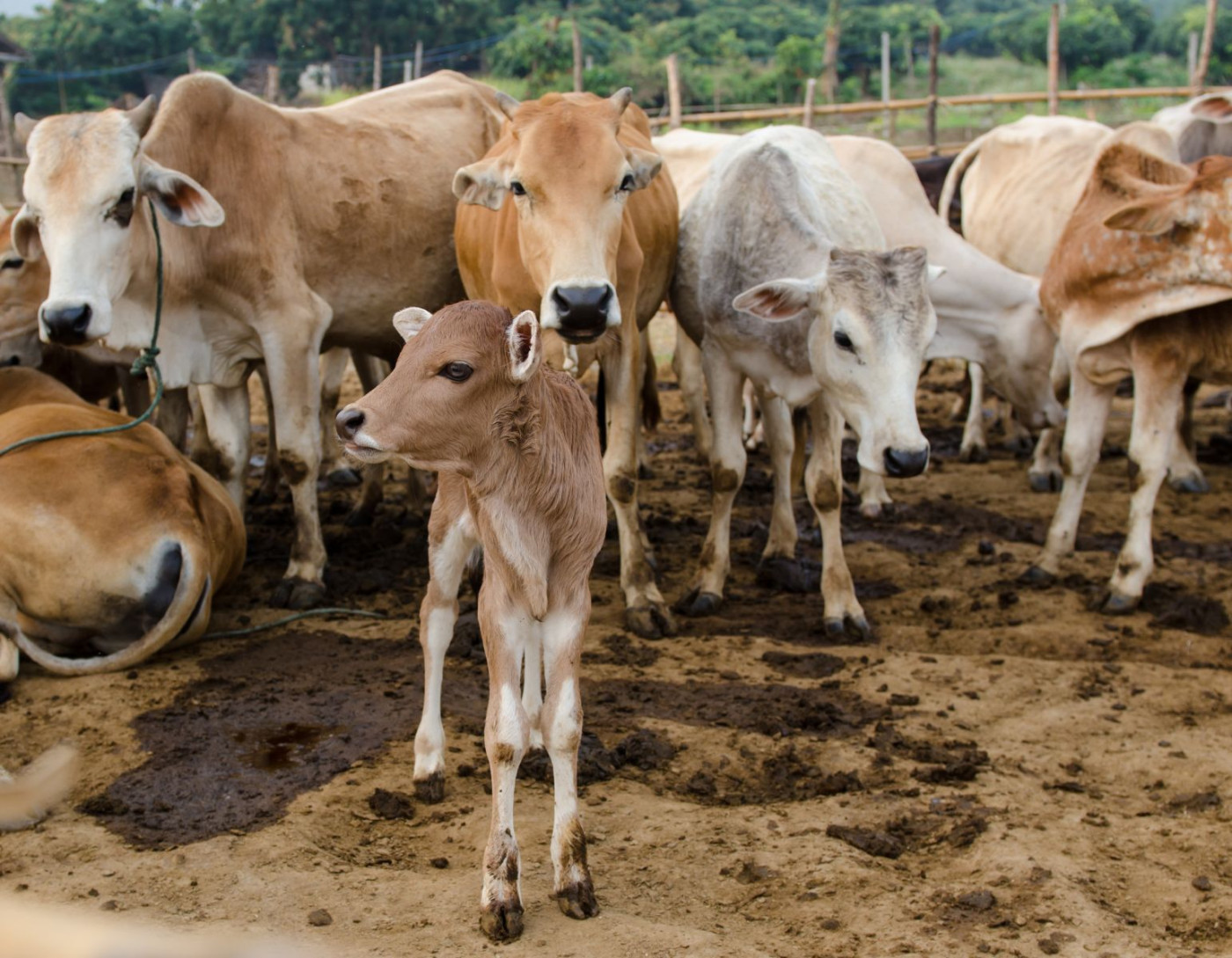 Cattle Bulls Look to Recover at Midweek