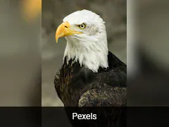 US Names Bald Eagle As National Bird, 200 Years After It Became Country's Symbol