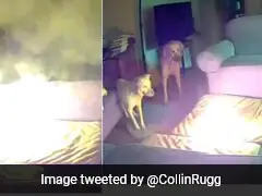 Video: Pet Dog In US Starts House Fire After Chewing On Lithium-Ion Battery