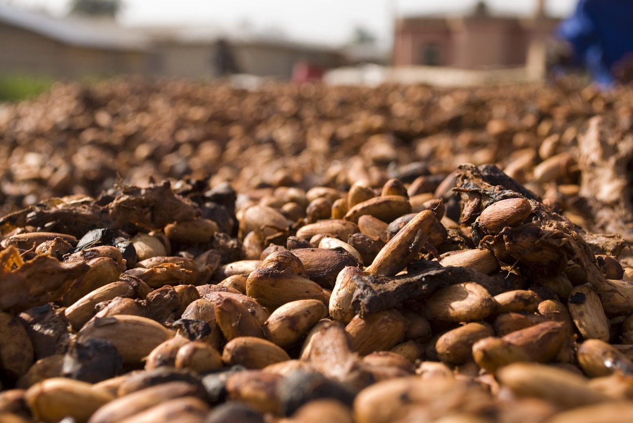 Cocoa Closes Sharply Higher on Lower Global Production and Tight Supplies