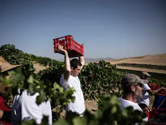 Harvest Begins Early In Italy's Drought-Hit Vineyard With 35% Less Rainfall