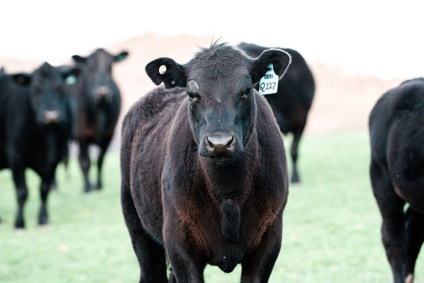 Shootin' the Bull about a market top in cattle