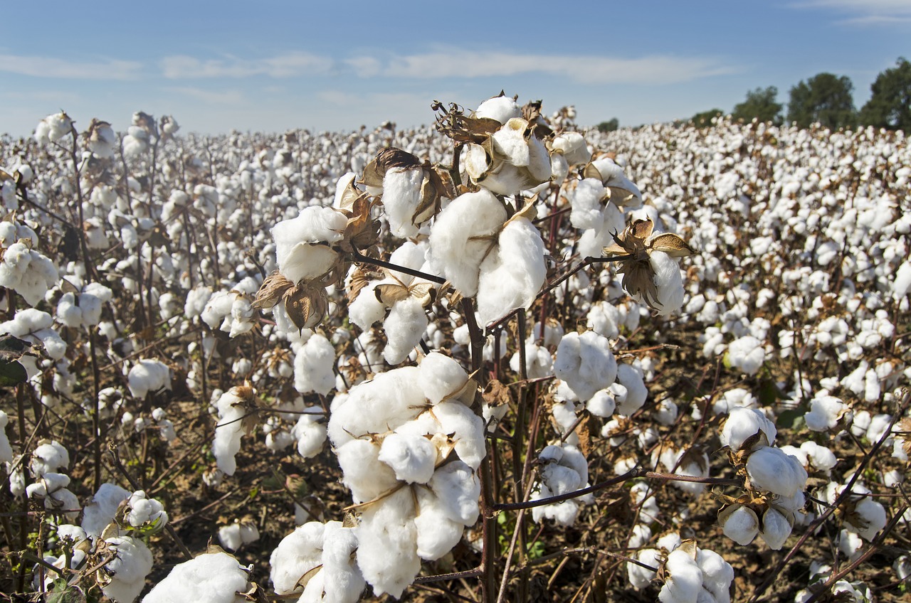 There are several indicators that point to a bottom in Cotton prices.