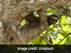 Sloth Borne Virus That Has Killed People In Their 20s Rapidly Spreading In Europe