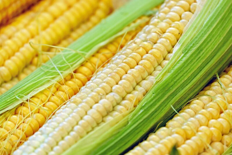 Corn Falling Ahead of USDA Yield Estimates