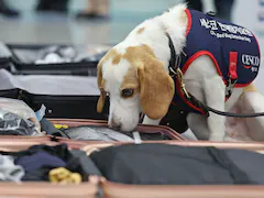 South Korea Uses Sniffer Dog To Search For Bedbugs After Paris Olympics