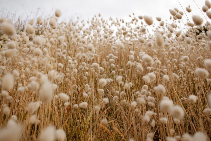 Cotton Pulling Back on Tuesday Morning