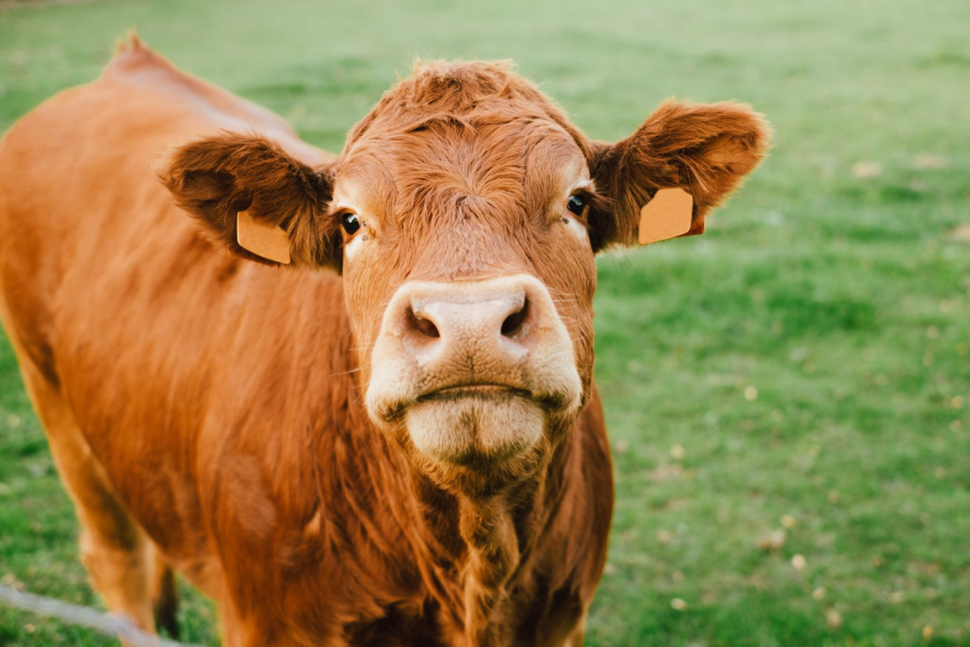 % Carry Yield for Livestock and Grains