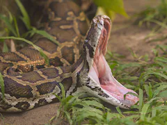 74-Year-Old Woman Killed By 13 Foot Python In Indonesia