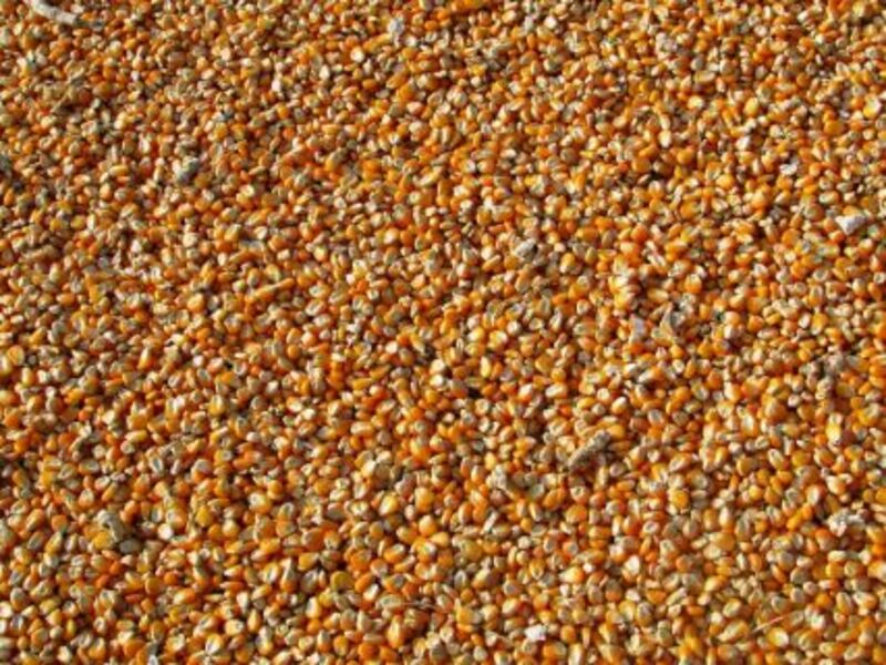 Corn Heads into the Weekend with Losses