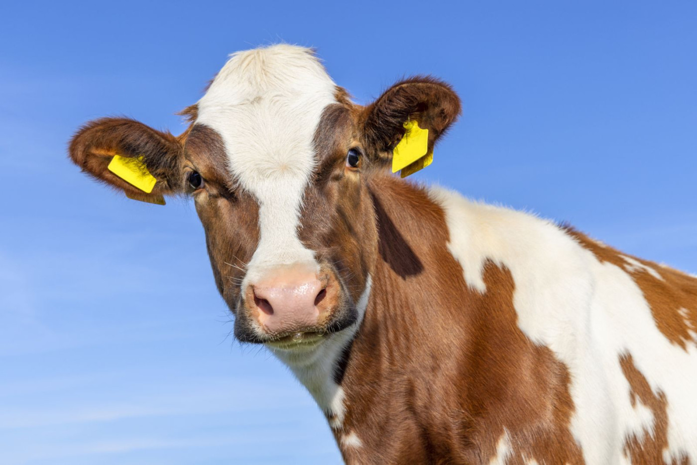 Cattle By The Numbers (Fibonacci)