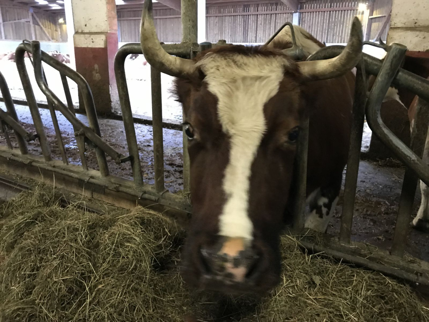 Cattle Start the Week Mixed