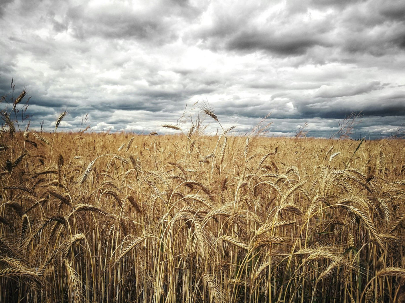 Wheat Closes Mixed on Monday