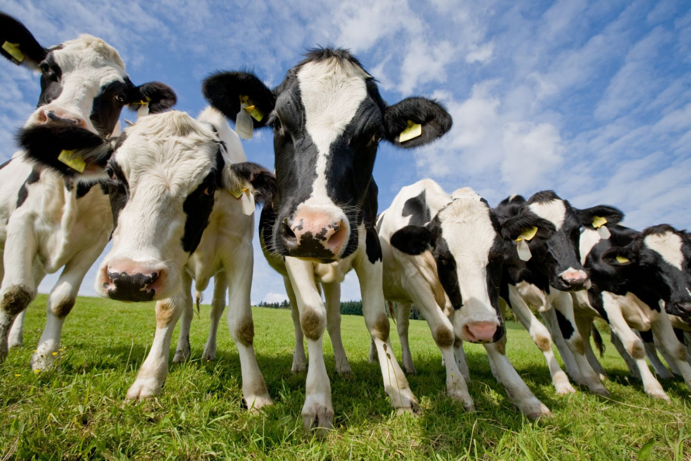 Cattle Come Back to Close Mixed