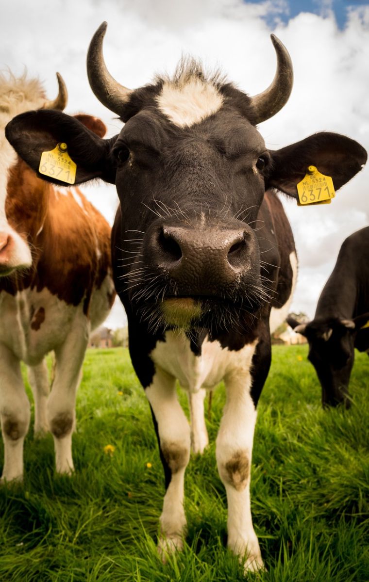 Cattle Still Leaking Lower on Wednesday