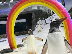 Australian Penguin Dies, Ending Famous "Same-Sex Power Couple"