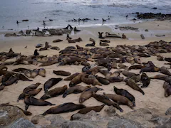 Hundreds Of Sea Lions Take Over California Beach Ousting People