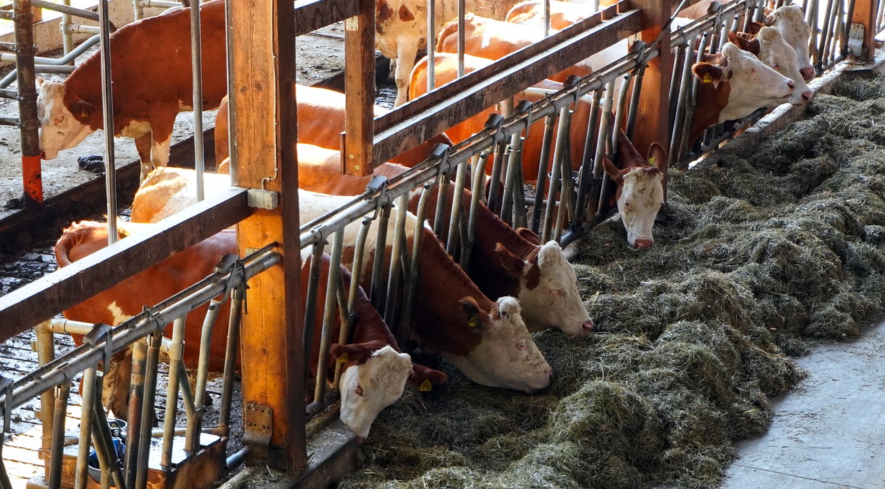 Cattle Mixed Ahead of CoF Report