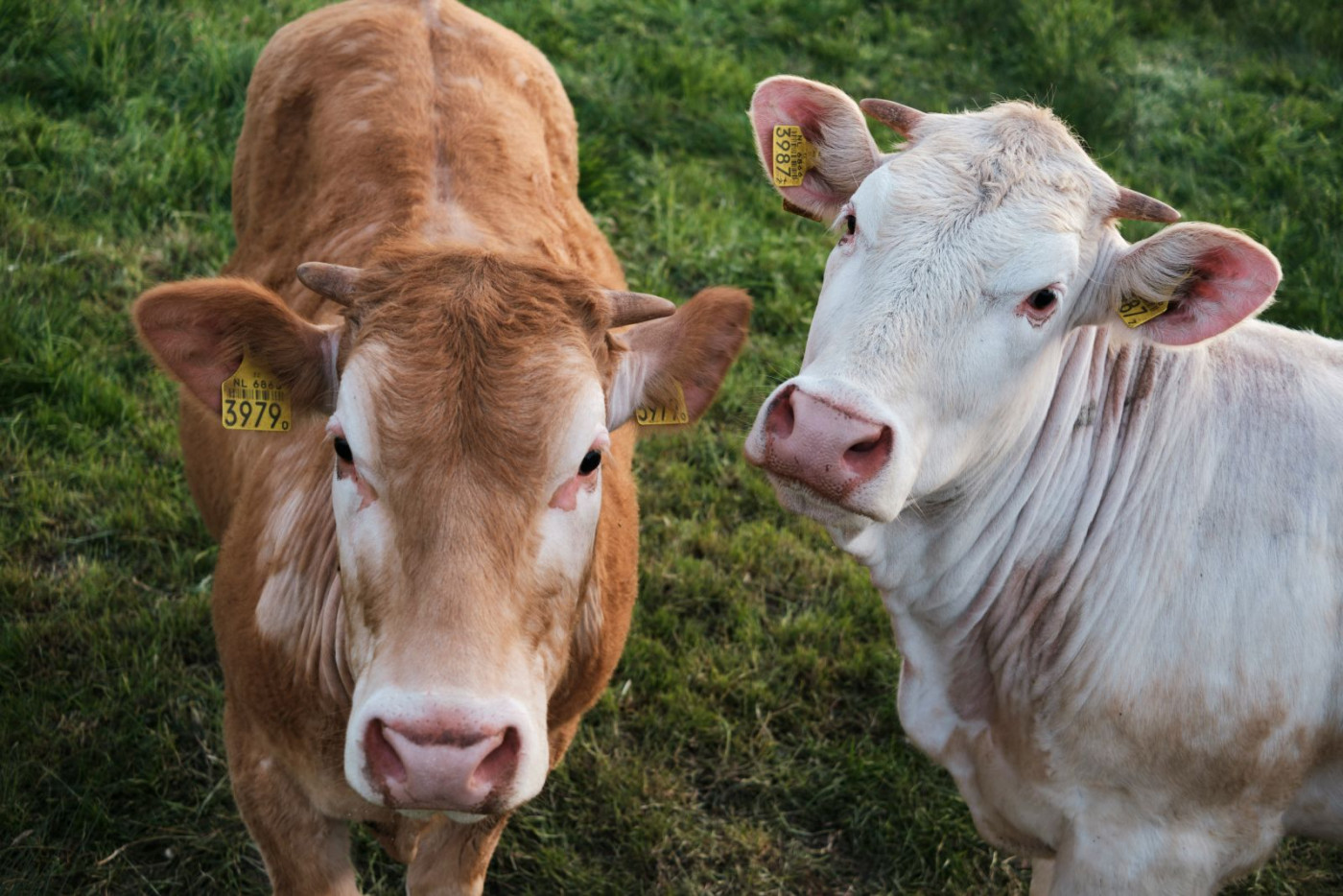 Cattle Get a Bounce on Thursday