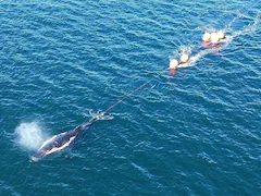 Humpback Whale Freed From Entanglement After 22-Hour Rescue In Sydney