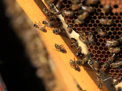 Beekeepers In France See "Catastrophic" Year As Honey Production Falls